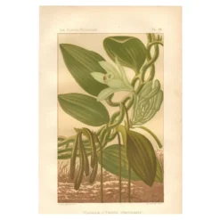 Gravure botanique 1889 - Vanille et orchidée tropicale. Illustration fleur