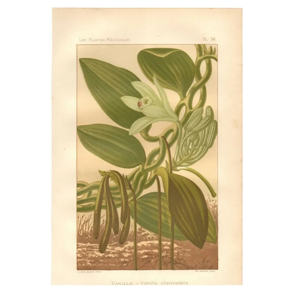 Gravure botanique 1889 - Vanille et orchidée tropicale. Illustration fleur