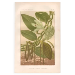 Gravure botanique 1889 - Vanille et orchidée tropicale. Illustration fleur