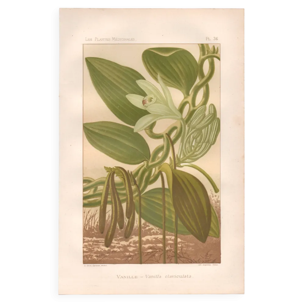 Gravure botanique 1889 - Vanille et orchidée tropicale. Illustration fleur