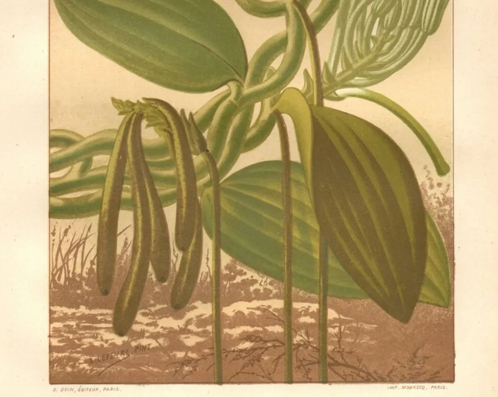 Gravure botanique 1889 - Vanille et orchidée tropicale. Illustration fleur