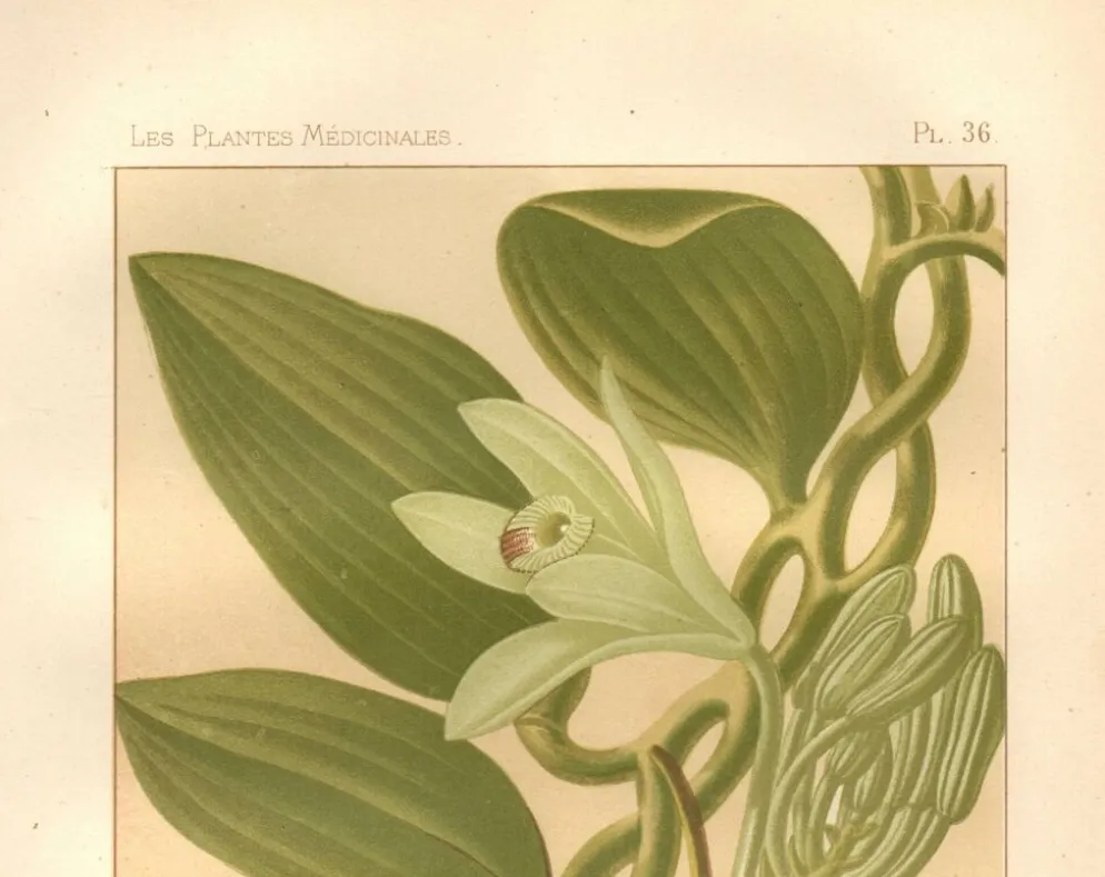 Gravure botanique 1889 - Vanille et orchidée tropicale. Illustration fleur