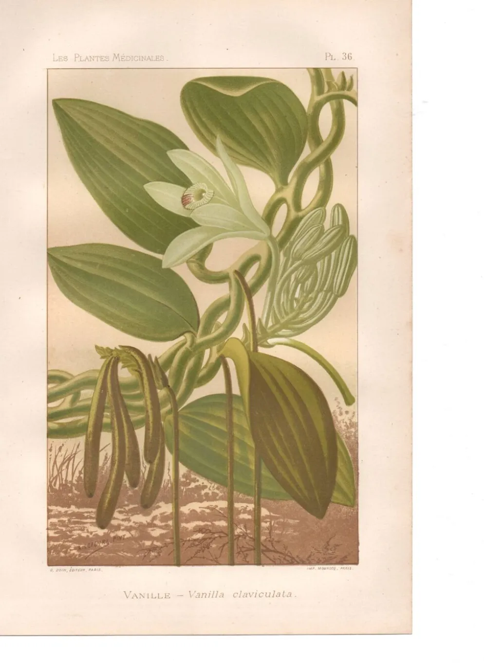Gravure botanique 1889 - Vanille et orchidée tropicale. Illustration fleur