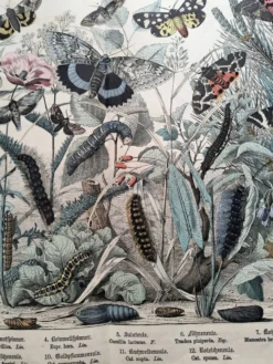Gravure de 1886 - Papillons d'Europe (4) - Lithographie ancienne, planche