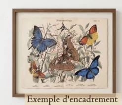 Gravure de 1886 - Papillons d'Europe (4) - Lithographie ancienne, planche