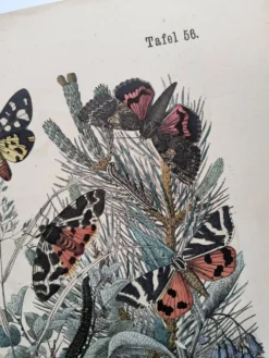 Gravure de 1886 - Papillons d'Europe (4) - Lithographie ancienne, planche