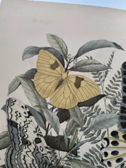 Gravure de 1886 - Papillons tropicaux (3) - Lithographie ancienne, planche