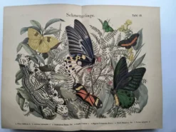 Gravure de 1886 - Papillons tropicaux (3) - Lithographie ancienne, planche