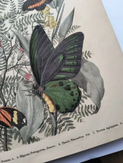 Gravure de 1886 - Papillons tropicaux (3) - Lithographie ancienne, planche