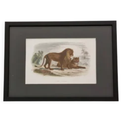 Gravure encadrée vintage – Le Lion et la Lionne, d’après Buffon, 23 x 32 cm