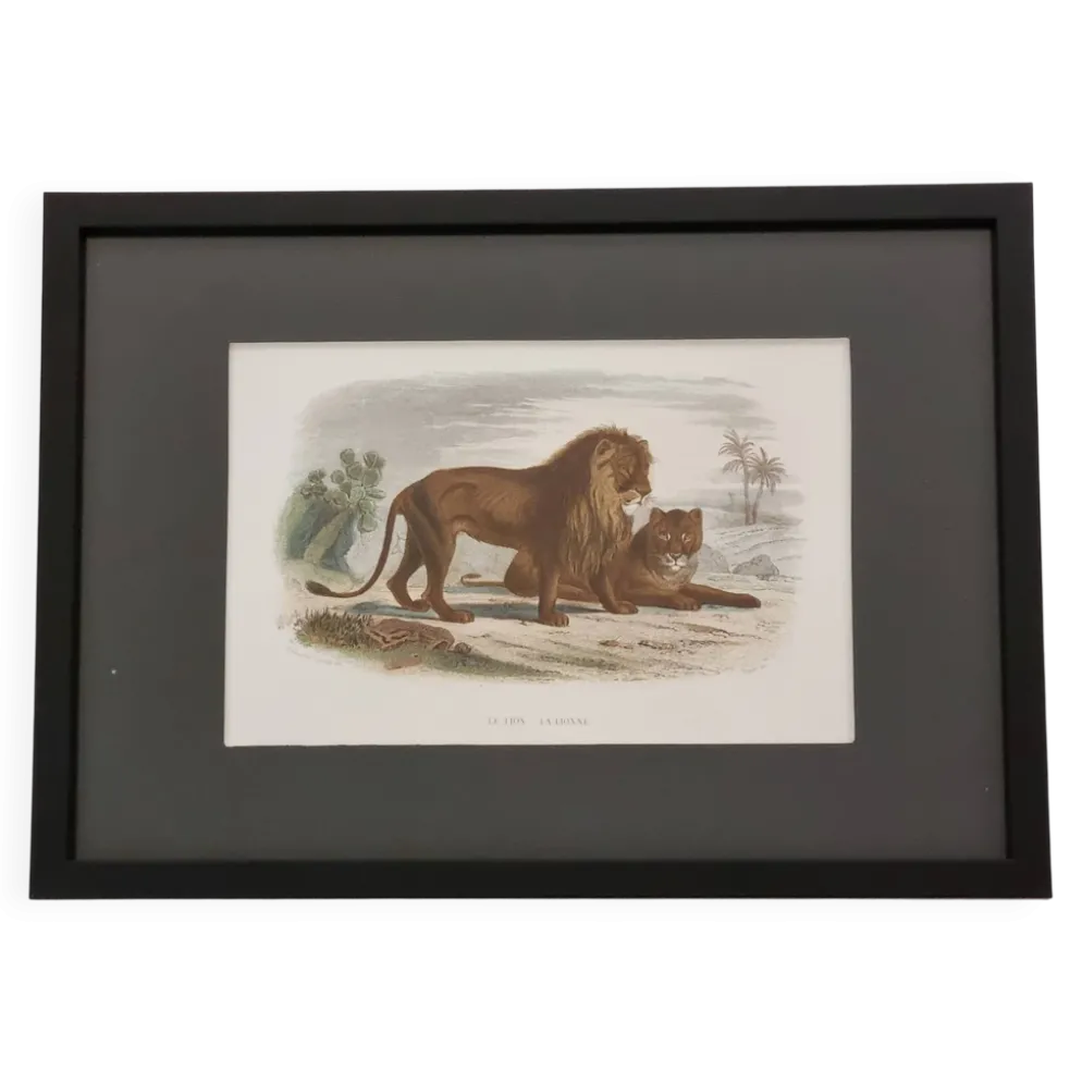 Gravure encadrée vintage – Le Lion et la Lionne, d’après Buffon, 23 x 32 cm