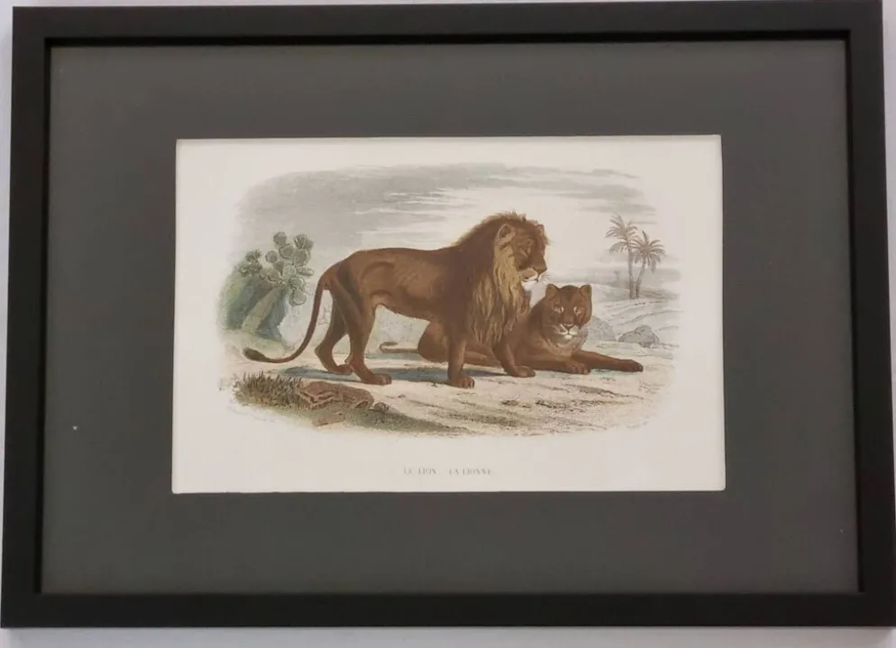 Gravure encadrée vintage – Le Lion et la Lionne, d’après Buffon, 23 x 32 cm