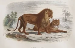 Gravure encadrée vintage – Le Lion et la Lionne, d’après Buffon, 23 x 32 cm