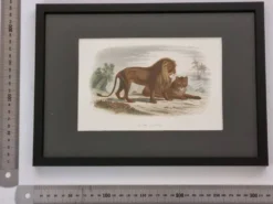 Gravure encadrée vintage – Le Lion et la Lionne, d’après Buffon, 23 x 32 cm