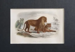 Gravure encadrée vintage – Le Lion et la Lionne, d’après Buffon, 23 x 32 cm