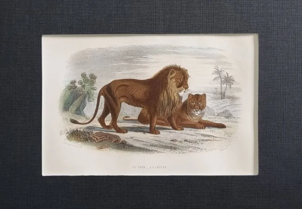 Gravure encadrée vintage – Le Lion et la Lionne, d’après Buffon, 23 x 32 cm