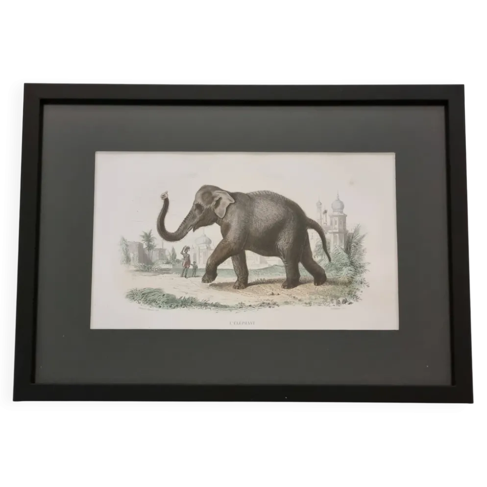 Gravure encadrée vintage Éléphant d’Asie histoire naturelle, XIXe 23x32 cm