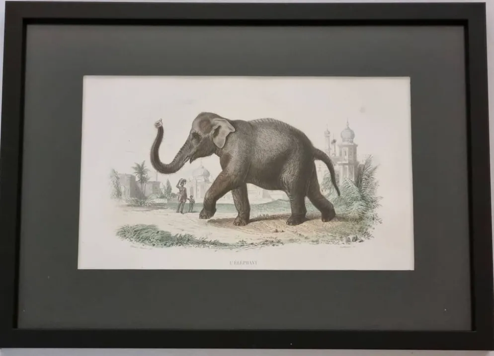Gravure encadrée vintage Éléphant d’Asie histoire naturelle, XIXe 23x32 cm