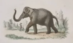 Gravure encadrée vintage Éléphant d’Asie histoire naturelle, XIXe 23x32 cm