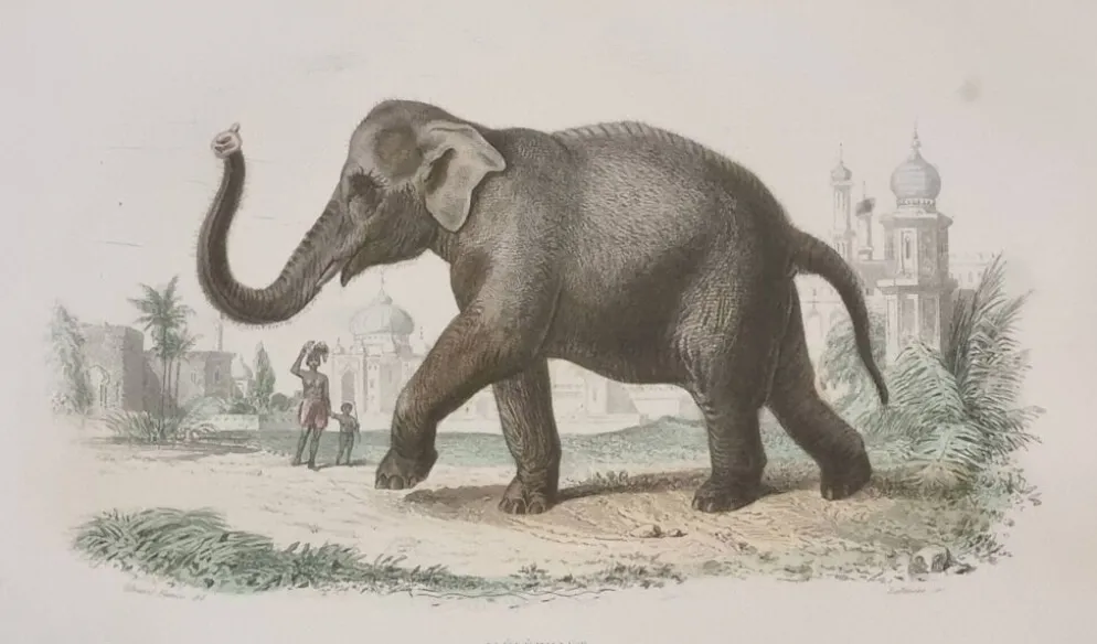 Gravure encadrée vintage Éléphant d’Asie histoire naturelle, XIXe 23x32 cm