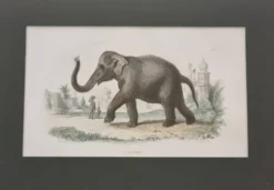 Gravure encadrée vintage Éléphant d’Asie histoire naturelle, XIXe 23x32 cm