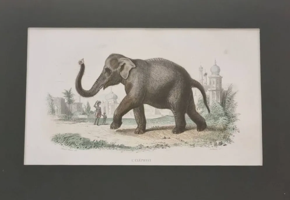 Gravure encadrée vintage Éléphant d’Asie histoire naturelle, XIXe 23x32 cm