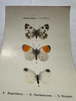 Gravure naturaliste Papillon 19eme affiche botanique originale 1800