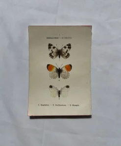 Gravure naturaliste Papillon 19eme affiche botanique originale 1800