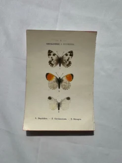 Gravure naturaliste Papillon 19eme affiche botanique originale 1800