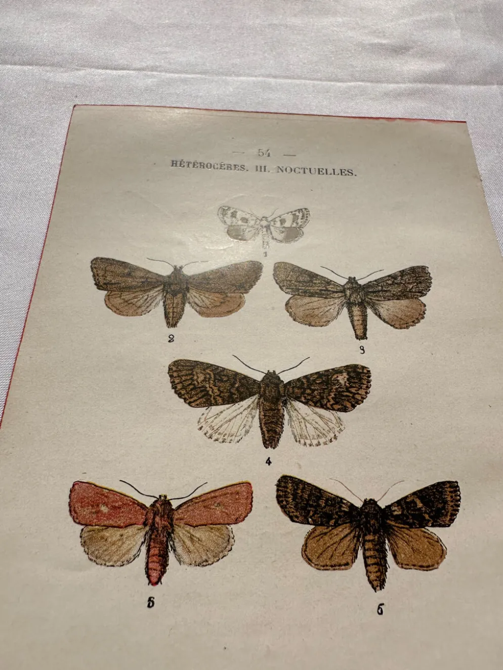 Gravure naturaliste Papillon 19eme affiche botanique originale 1800