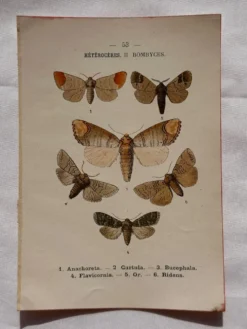 Gravure naturaliste Papillon 19eme affiche botanique originale 1800