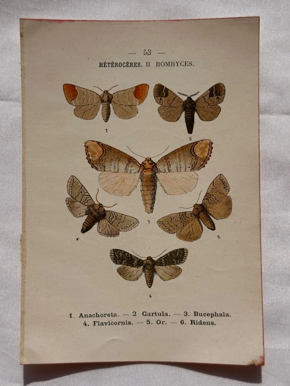 Gravure naturaliste Papillon 19eme affiche botanique originale 1800
