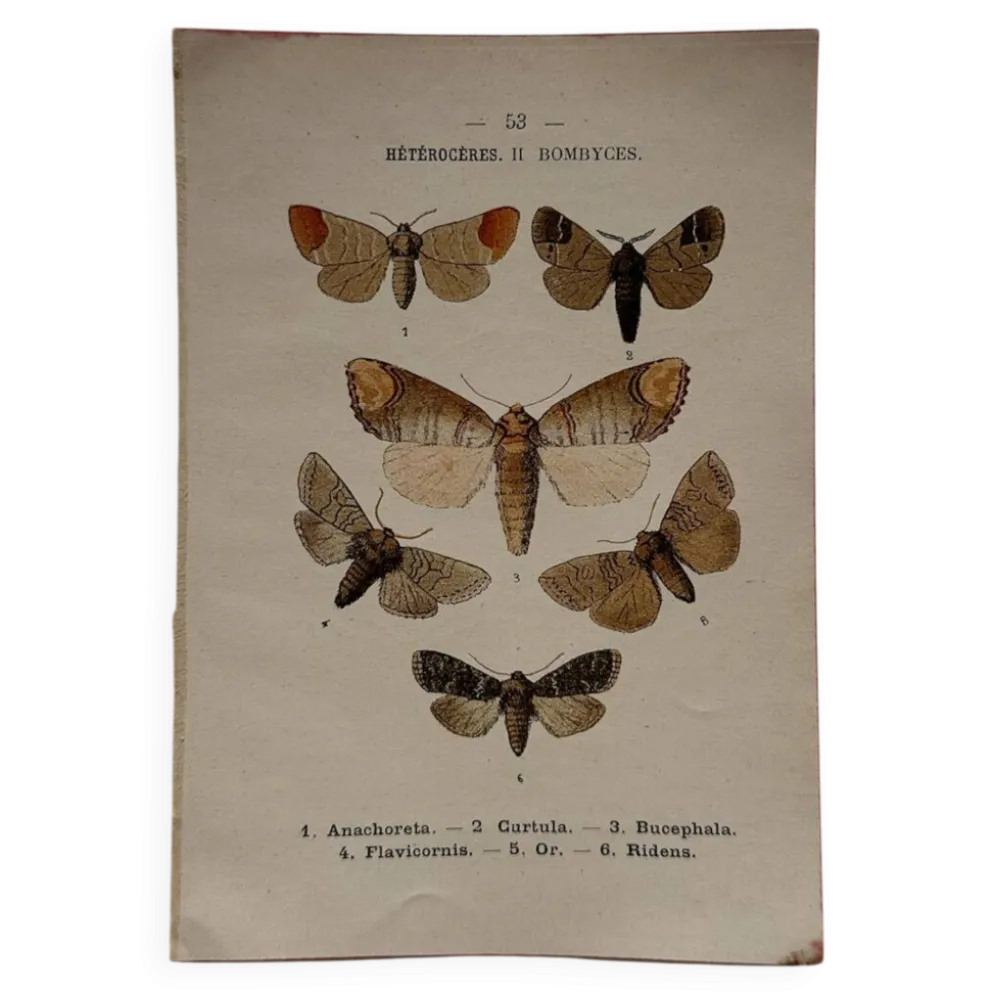 Gravure naturaliste Papillon 19eme affiche botanique originale 1800