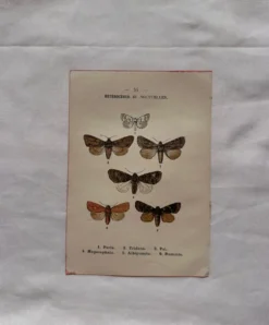 Gravure naturaliste Papillon 19eme affiche botanique originale 1800