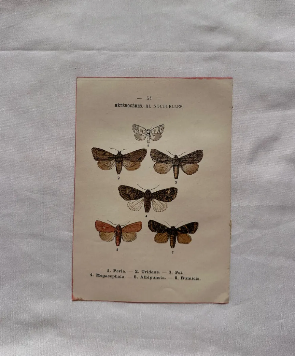 Gravure naturaliste Papillon 19eme affiche botanique originale 1800