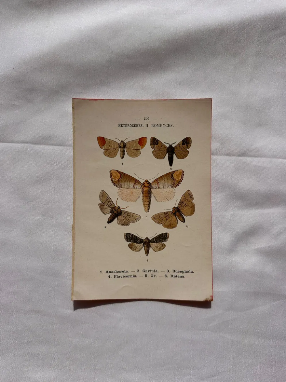 Gravure naturaliste Papillon 19eme affiche botanique originale 1800