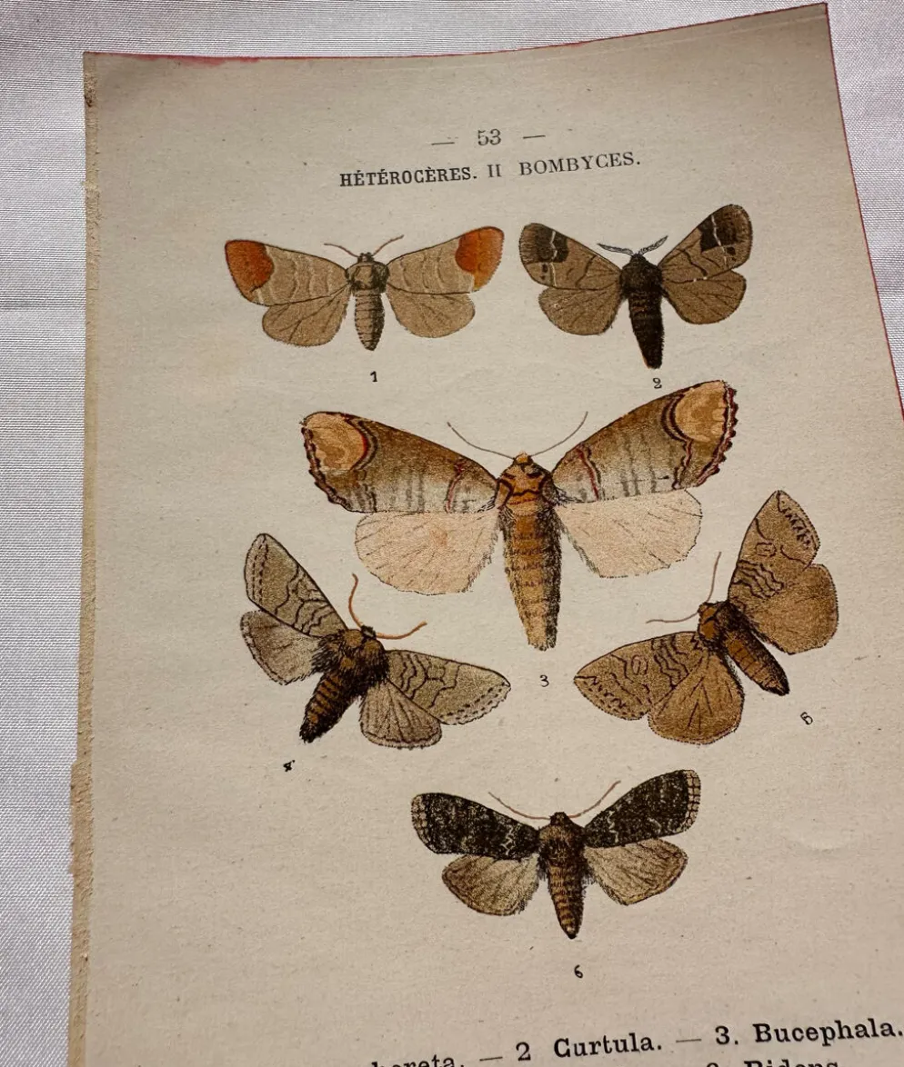 Gravure naturaliste Papillon 19eme affiche botanique originale 1800
