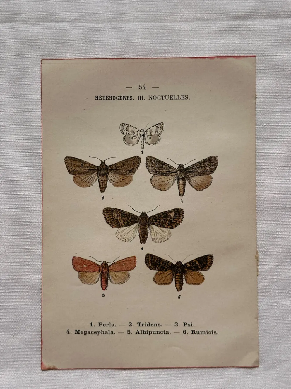 Gravure naturaliste Papillon 19eme affiche botanique originale 1800