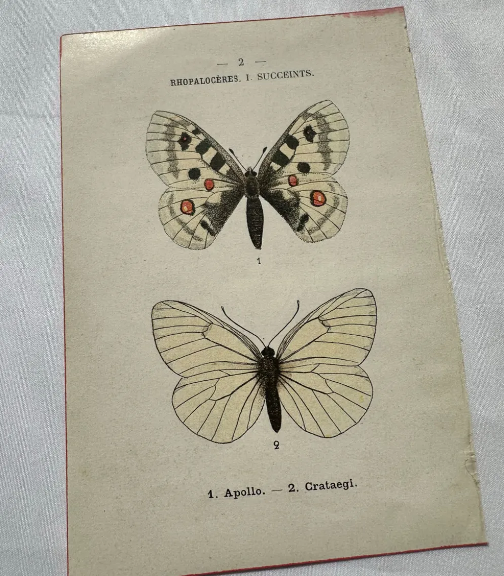 Gravure naturaliste Papillon 19eme affiche botanique originale 1800