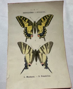Gravure naturaliste Papillon 19eme affiche botanique originale 1800