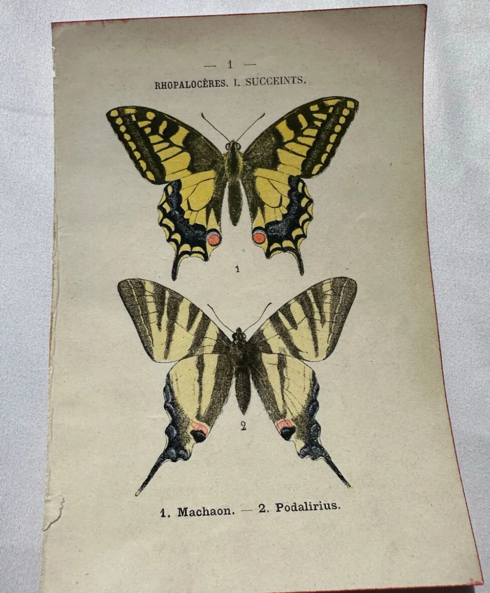 Gravure naturaliste Papillon 19eme affiche botanique originale 1800