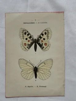 Gravure naturaliste Papillon 19eme affiche botanique originale 1800