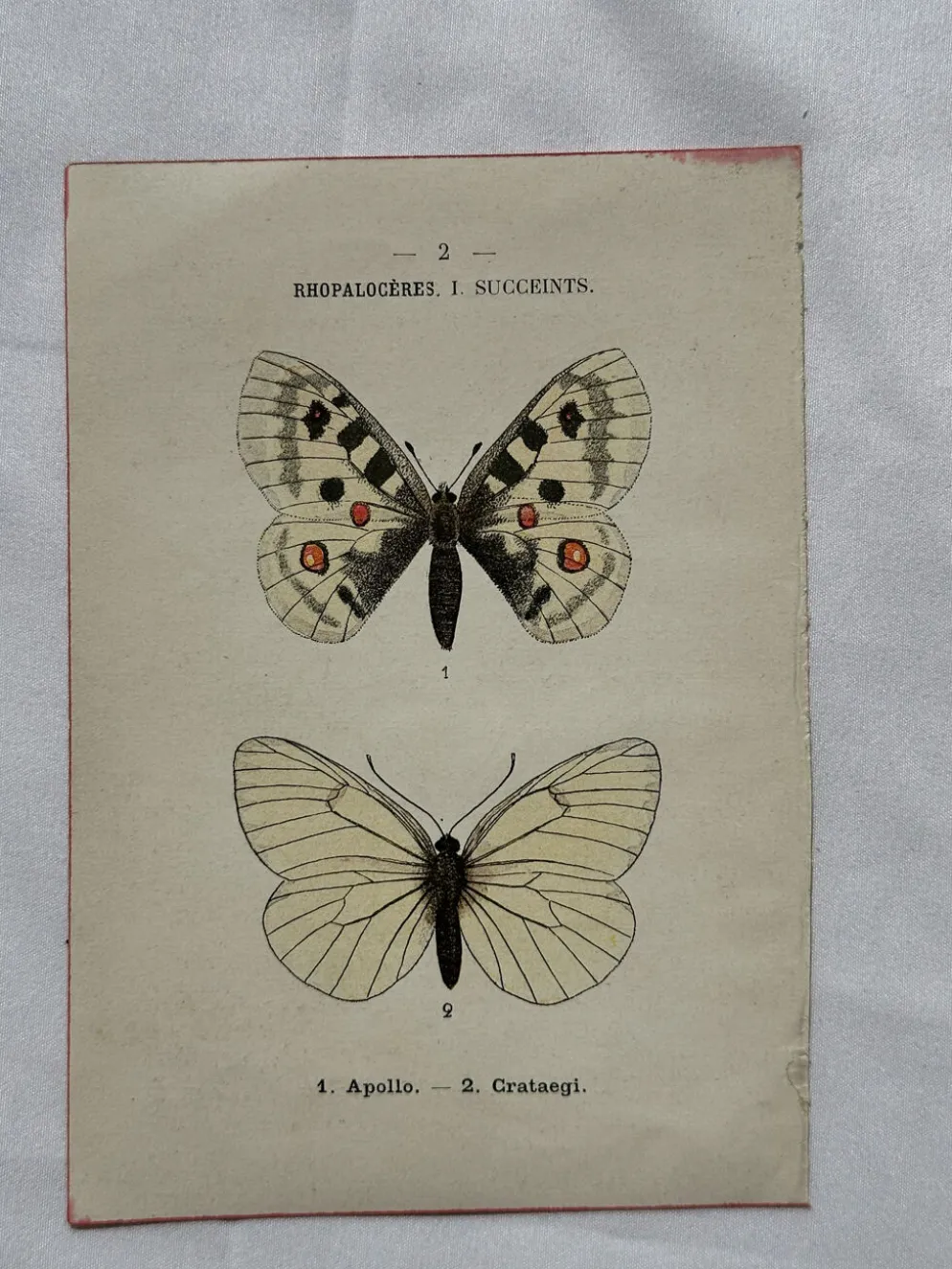 Gravure naturaliste Papillon 19eme affiche botanique originale 1800