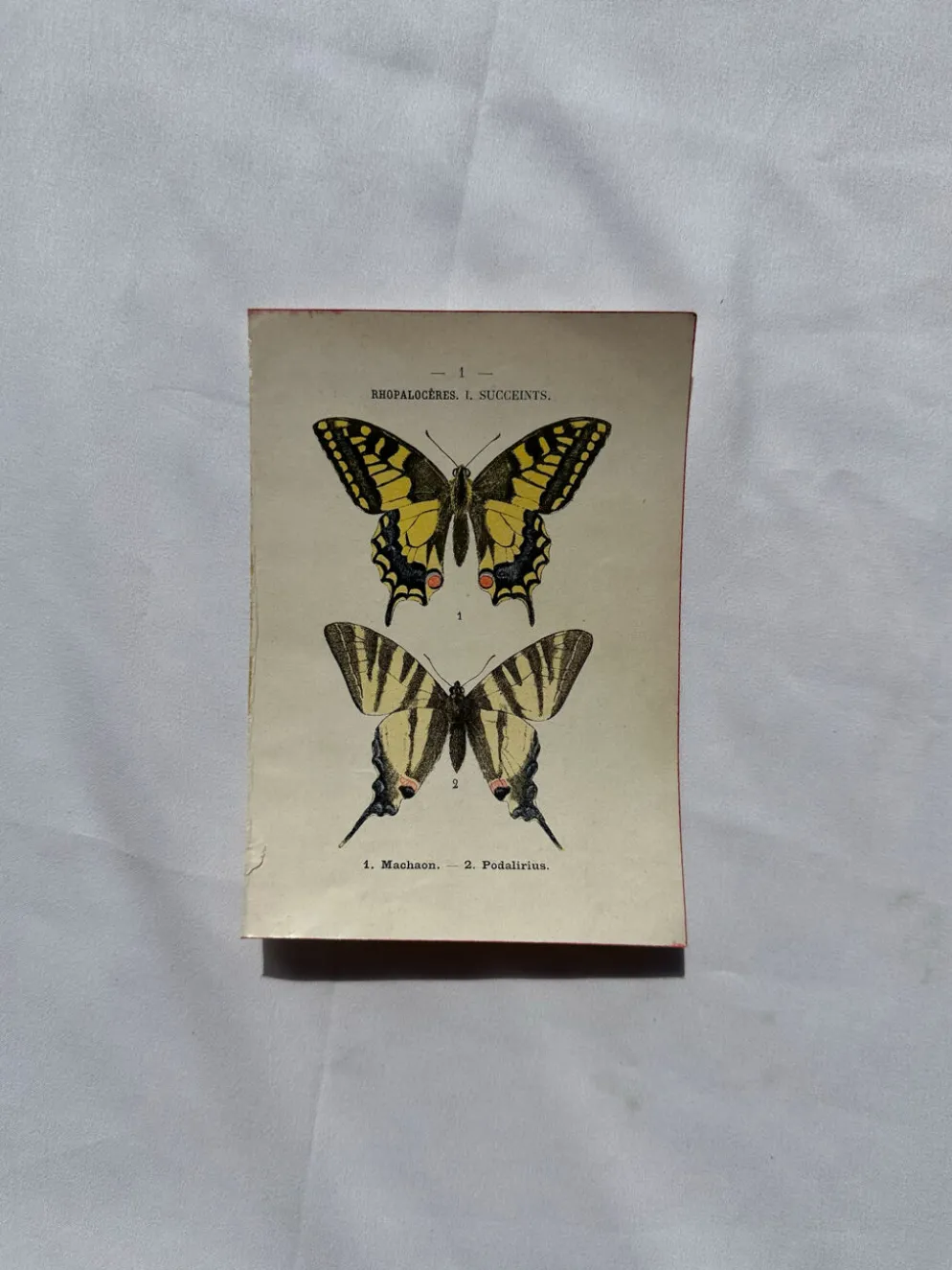 Gravure naturaliste Papillon 19eme affiche botanique originale 1800