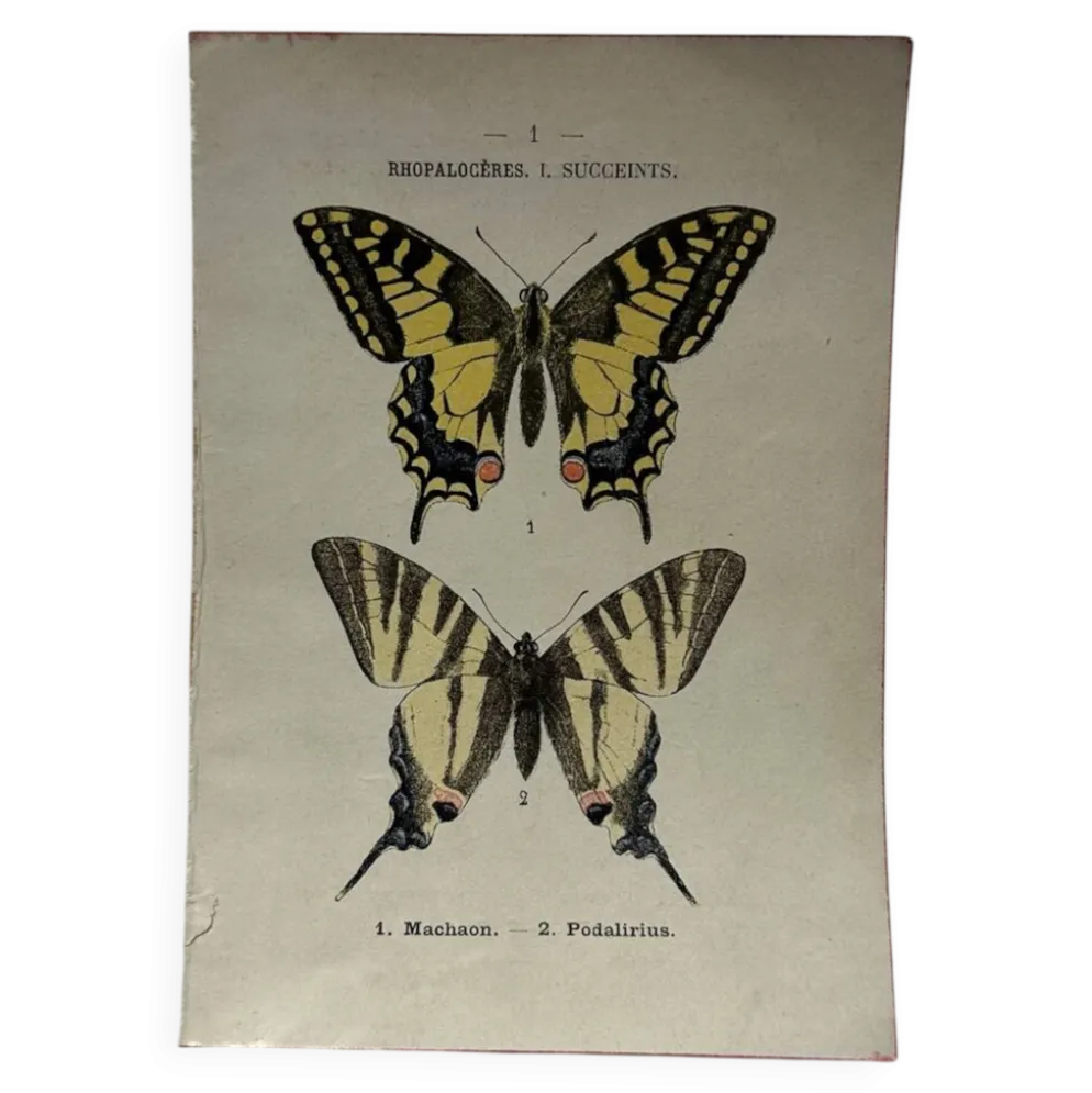 Gravure naturaliste Papillon 19eme affiche botanique originale 1800