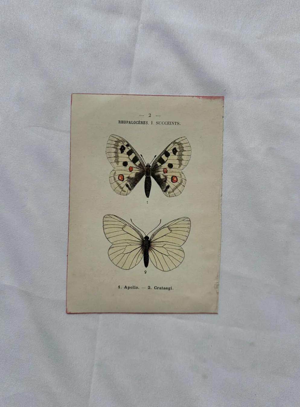 Gravure naturaliste Papillon 19eme affiche botanique originale 1800