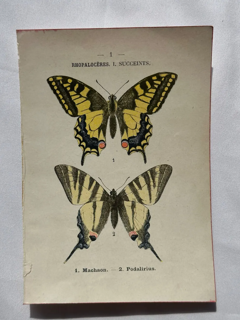 Gravure naturaliste Papillon 19eme affiche botanique originale 1800