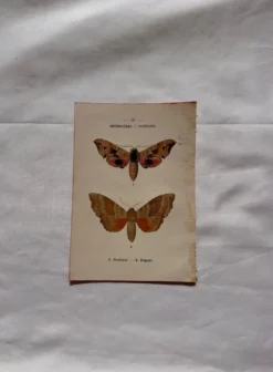 Gravure naturaliste Papillon 19eme affiche botanique originale 1800