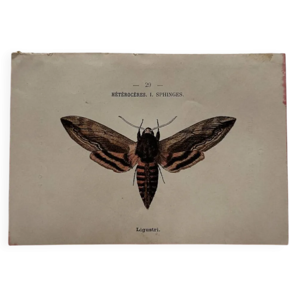 Gravure naturaliste Papillon 19eme affiche botanique originale 1800