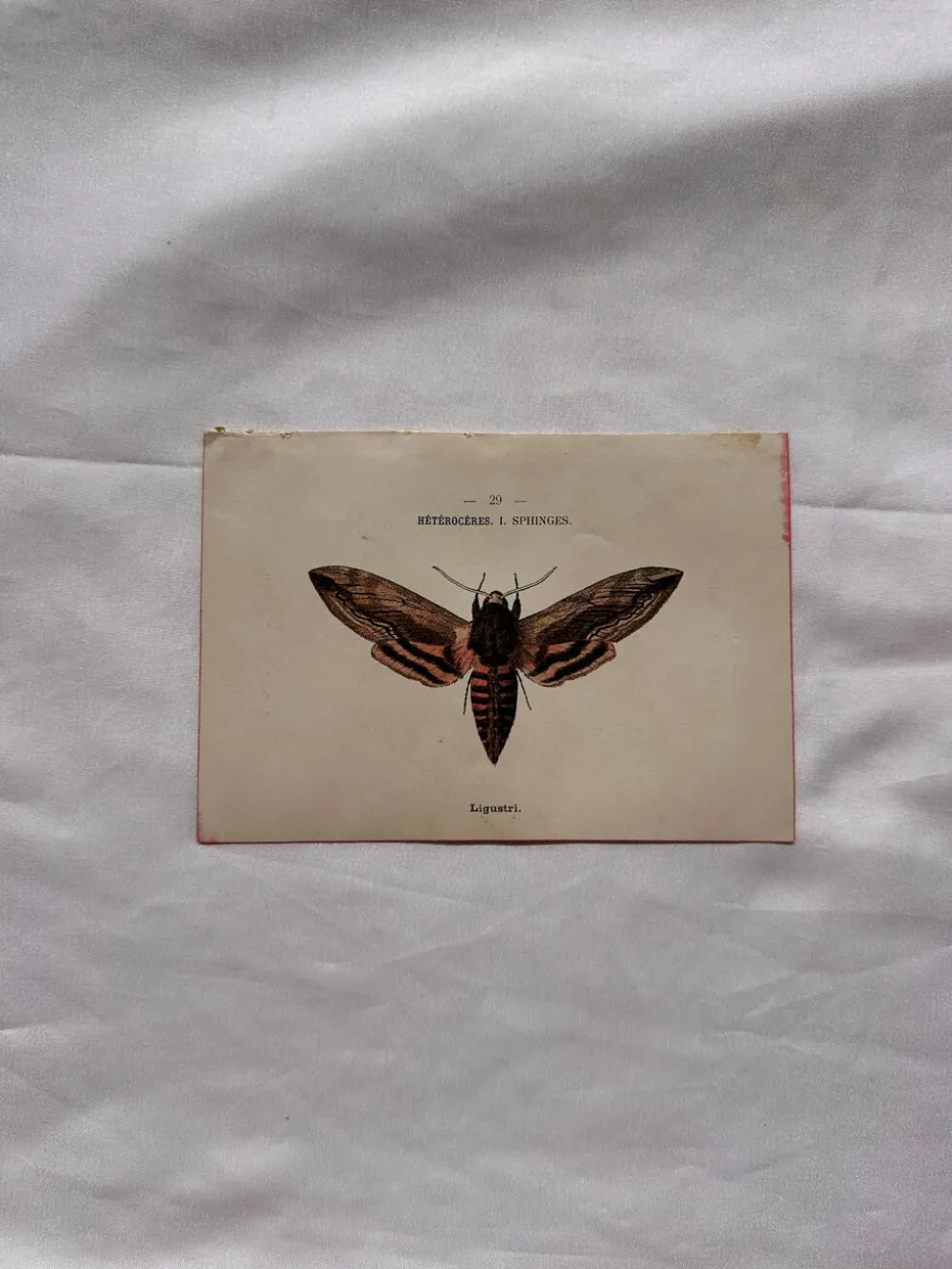 Gravure naturaliste Papillon 19eme affiche botanique originale 1800